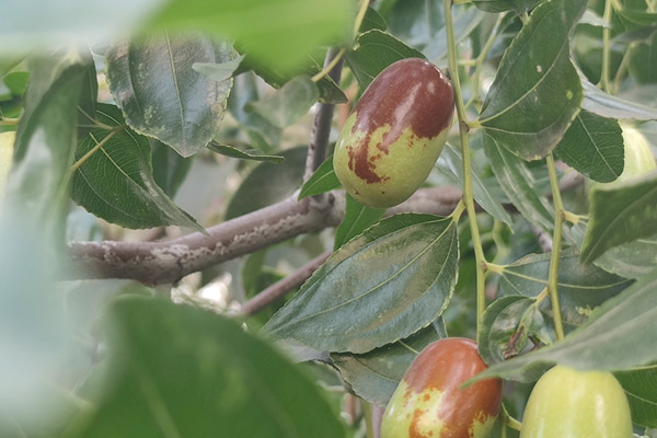 郴州飲料對于原料有哪些要求？飲料配方開發(fā)公司將詳細探討