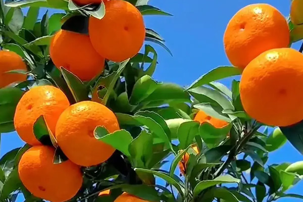  如何開發(fā)一款飲料產(chǎn)品