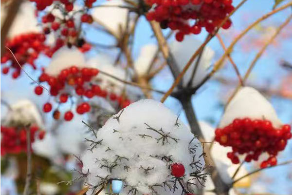 冷凍飲品口味配方有哪些設(shè)計要求？