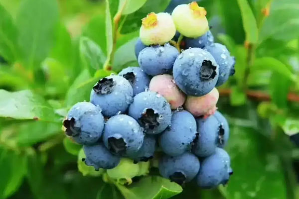 配制酒產(chǎn)品研發(fā)果酒需要注意哪些問題