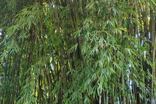 飲料產(chǎn)品研發(fā)設(shè)計(jì)方案