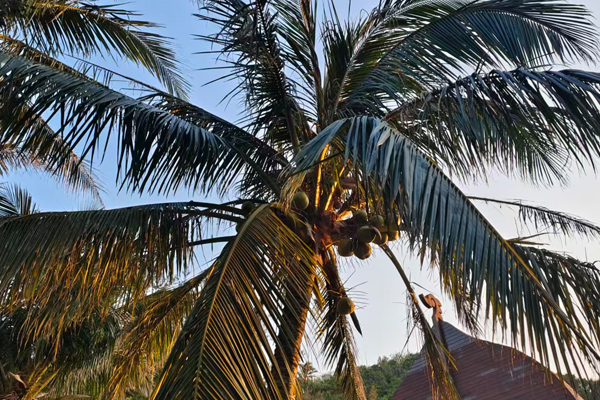 孝感創(chuàng)新飲料檢測中心：飲料配方調(diào)味果香酸甜飲