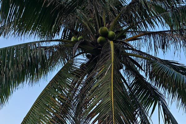 孝感飲料配方技術(shù)規(guī)范及中心做法